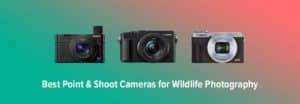 Best Point and Shoot Cameras for Wildlife Photography