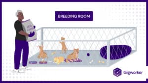 vector graphic showing an illustration of a man feeding dogs graphics related to how to become a dog breeder